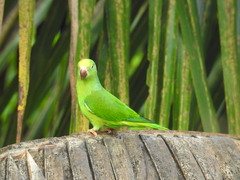 Brotogeris sanctithomae