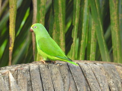 Brotogeris sanctithomae