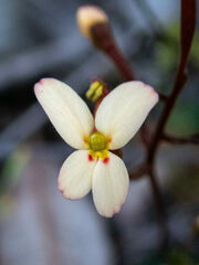 Stylidium pubigerum