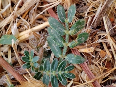 Tribulus terrestris