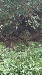 Cyanoramphus auriceps