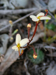 Stylidium pubigerum