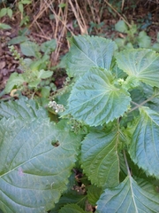 Perilla frutescens