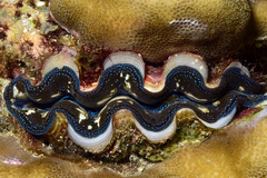 Tridacna crocea