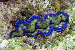 Tridacna crocea