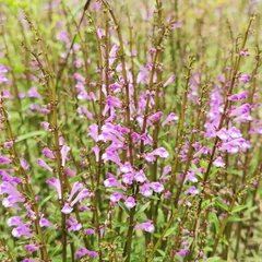 Scutellaria barbata