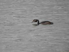 Podiceps cristatus