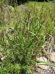 Cliffortia strobilifera