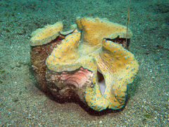 Tridacna gigas