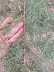 Tamarix ramosissima