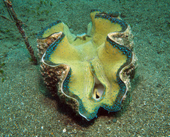 Tridacna gigas