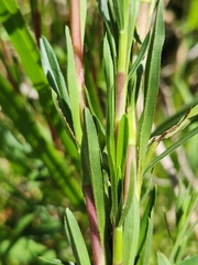 Cliffortia strobilifera