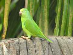 Brotogeris sanctithomae