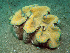 Tridacna gigas
