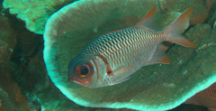 Myripristis violacea