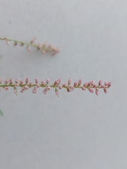 Tamarix ramosissima