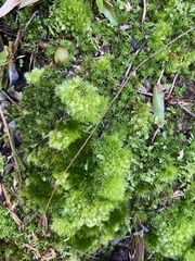 Leucobryum juniperoideum