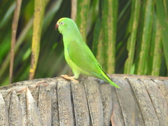 Brotogeris sanctithomae