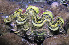Tridacna noae