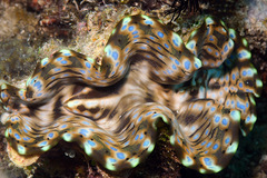 Tridacna squamosa