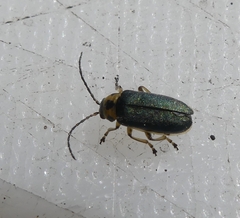 Trirhabda convergens