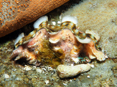 Tridacna squamosa
