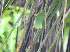 Brotogeris sanctithomae