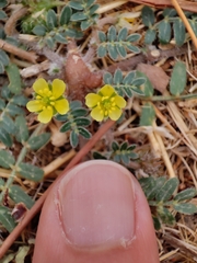 Tribulus terrestris