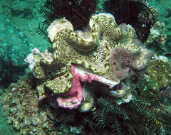 Tridacna squamosa