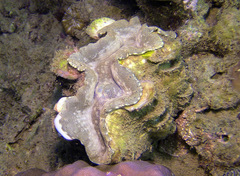 Tridacna squamosa