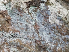 Leprocaulon adhaerens