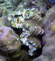 Tridacna squamosa