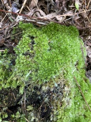 Leucobryum juniperoideum