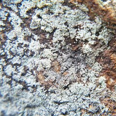 Leprocaulon adhaerens