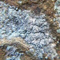 Leprocaulon adhaerens