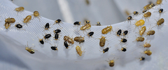 Ditropis pteridis