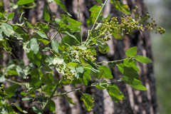 Ceanothus integerrimus macrothyrsus