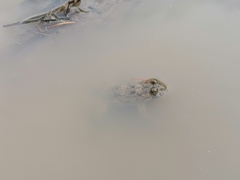 Bombina variegata