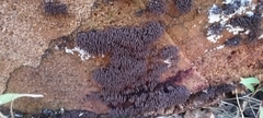 Stemonitis axifera