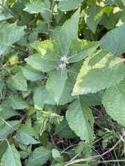 Callicarpa americana