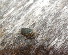 Trirhabda convergens