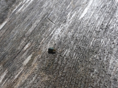 Trirhabda convergens