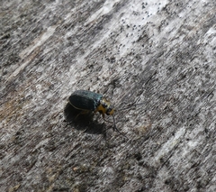 Trirhabda convergens