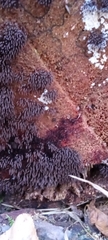 Stemonitis axifera