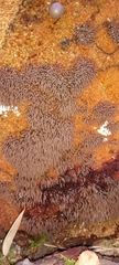 Stemonitis axifera