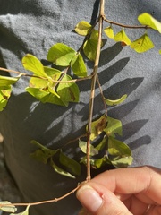Symphoricarpos orbiculatus
