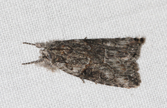 Bryophila raptricula