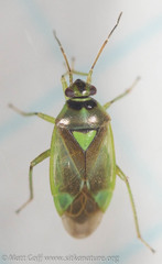 Orthops scutellatus