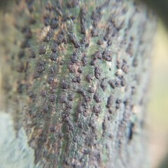 Bathelium carolinianum