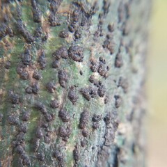 Bathelium carolinianum